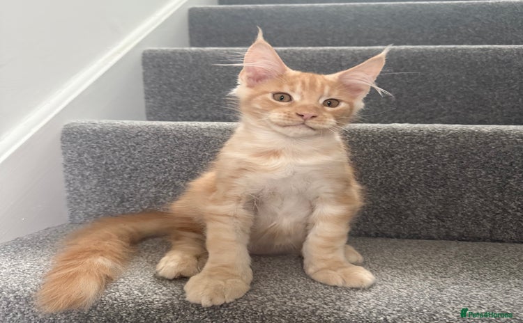 Maine Coon cats - Advert 1