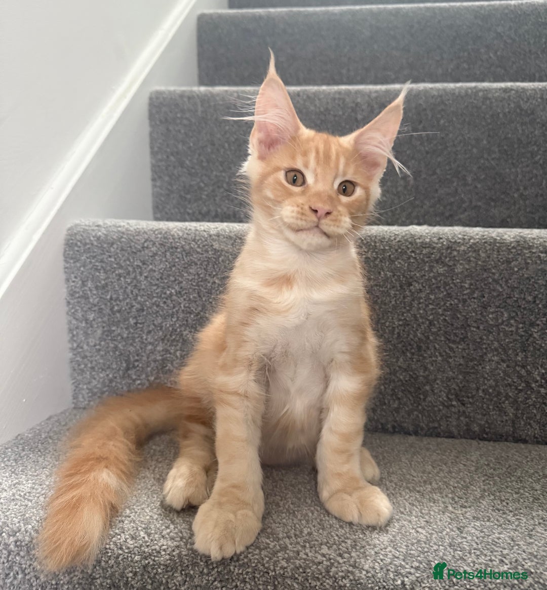 Maine Coon cats for sale: Red silver boy available. - Image 1