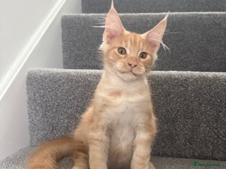 Maine Coon cats - Advert 20