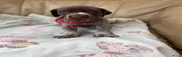 German Shorthaired Pointer dogs for sale: German shorthaired pointer  - Advert 5