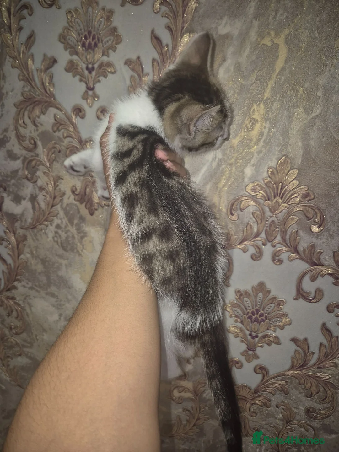 Mixed Breed cats for sale: Mixed  bread  - Advert 2