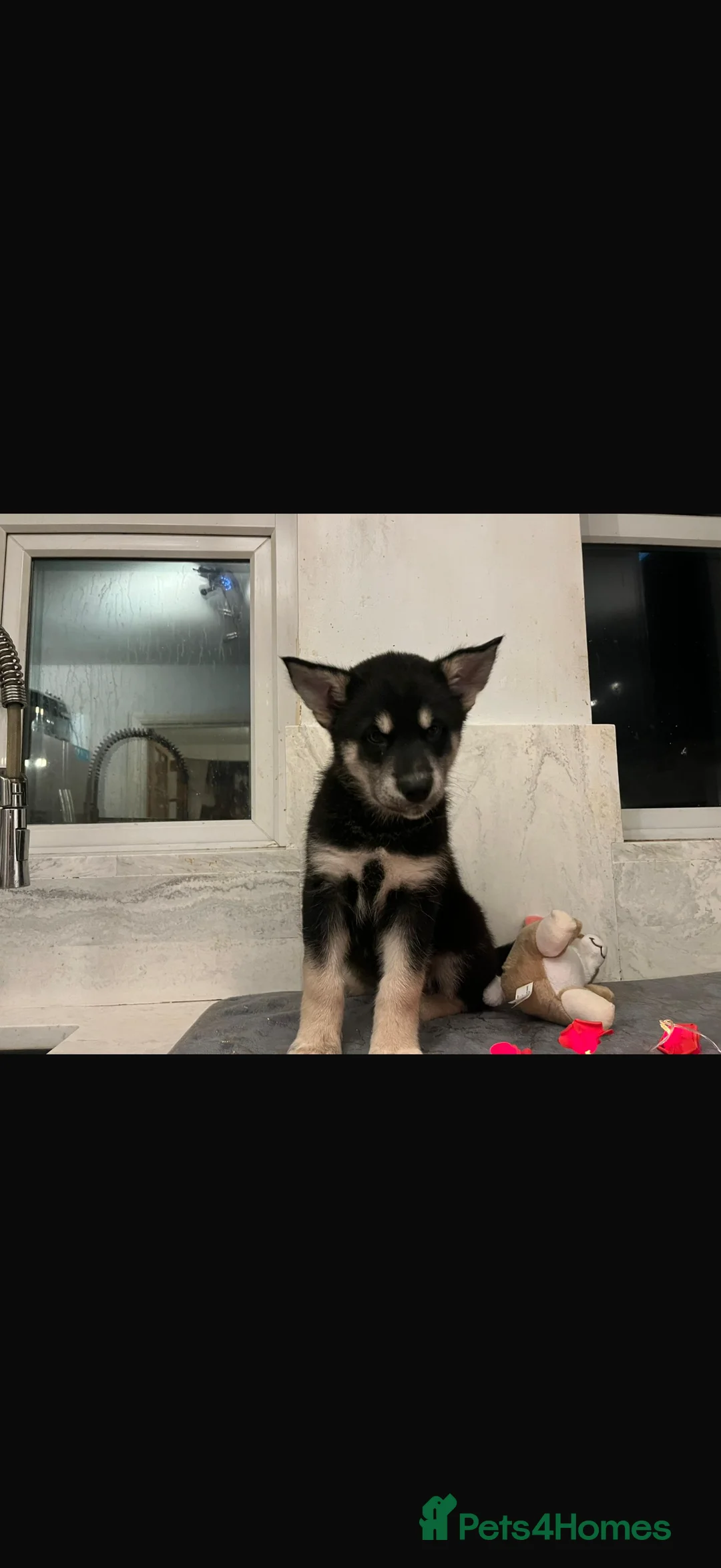 Shepsky dogs for sale: Northern innuit puppies - Advert 6