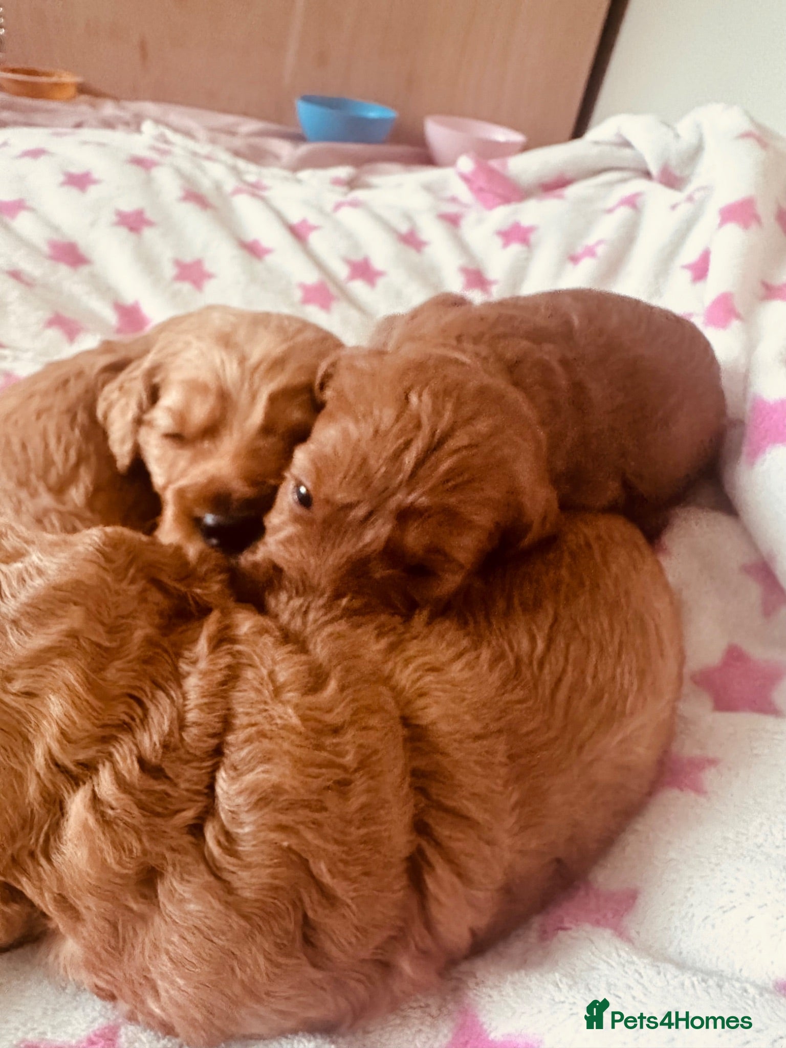 Cockapoo dogs Beautiful miniature F2 cockapoos - Advert 1