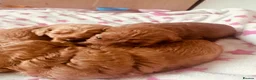 Cockapoo dogs for sale: Beautiful miniature F2 cockapoos - Advert 20