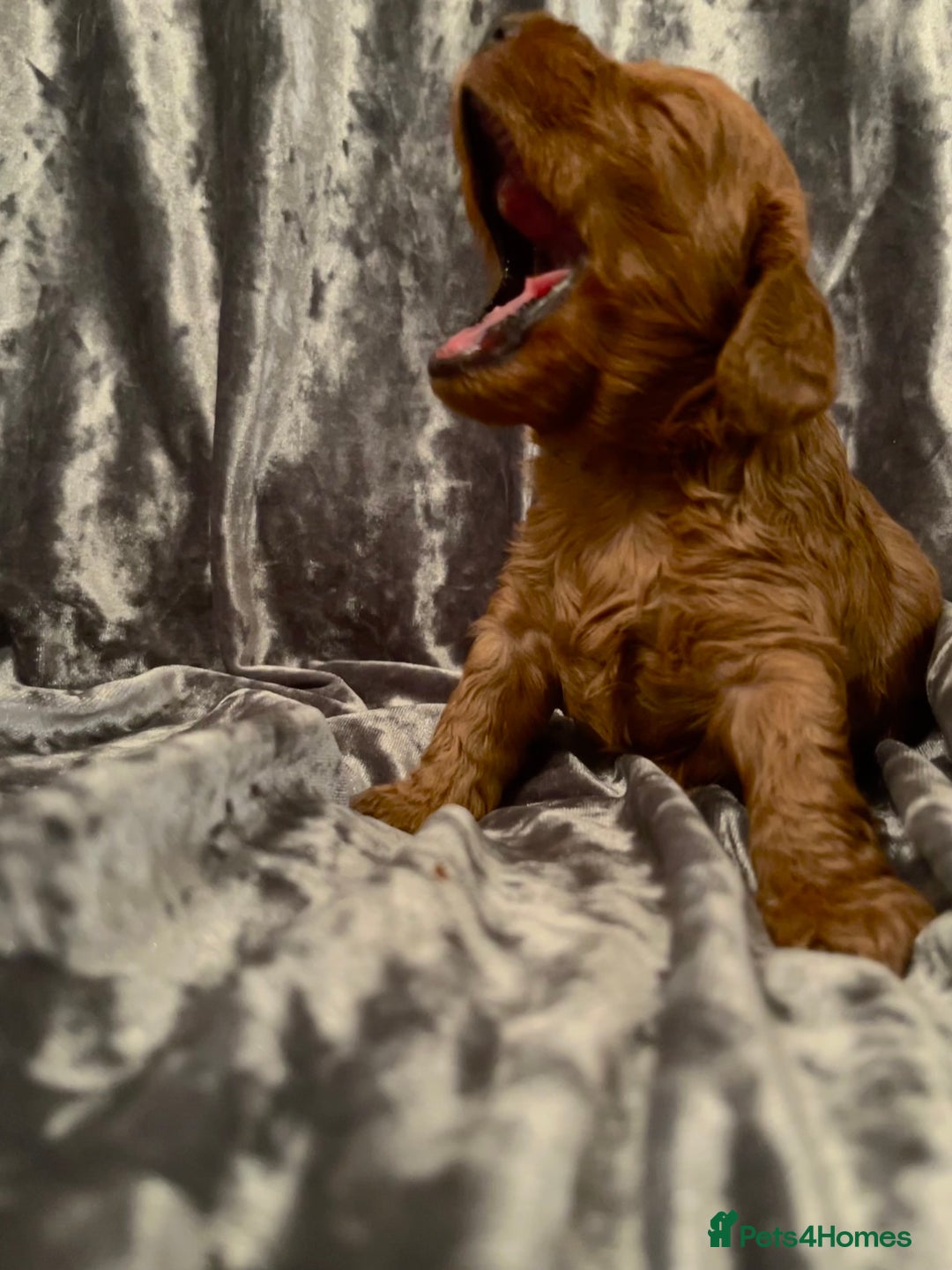 Cockapoo dogs for sale: RED COCKAPOO’s (toy size from show spaniel lines ) - Advert 10