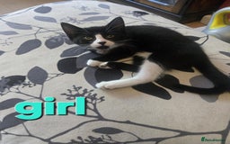 Domestic Shorthair cats for sale: Kittens - Image 3