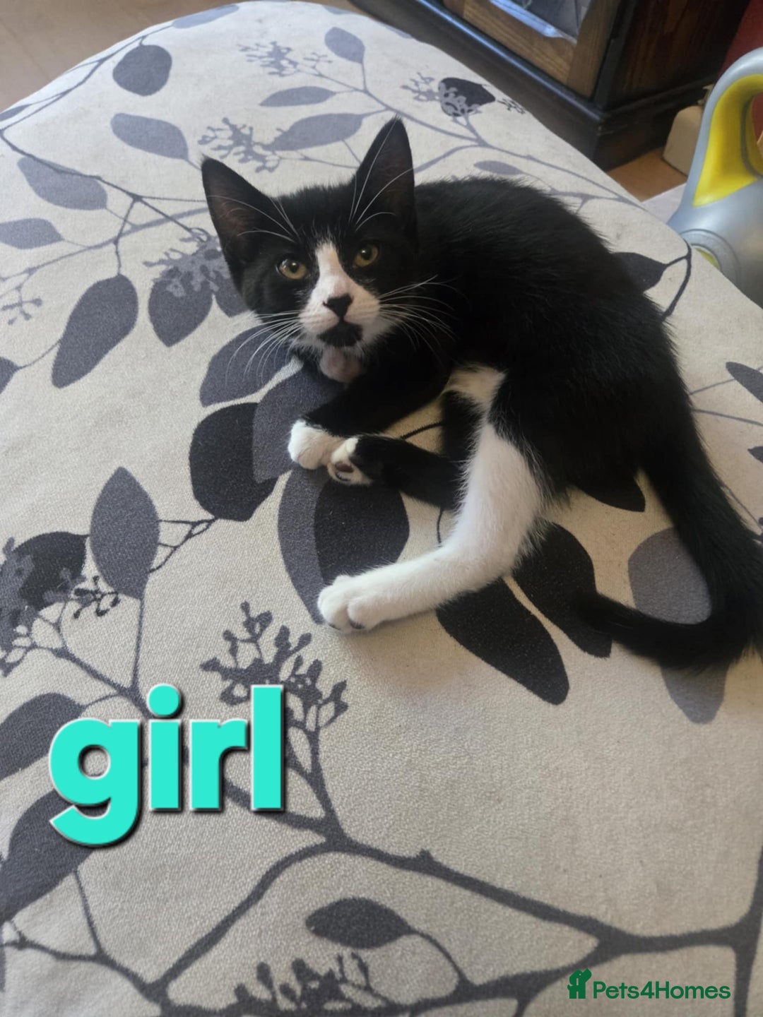 Domestic Shorthair cats for sale: Kittens - Image 3