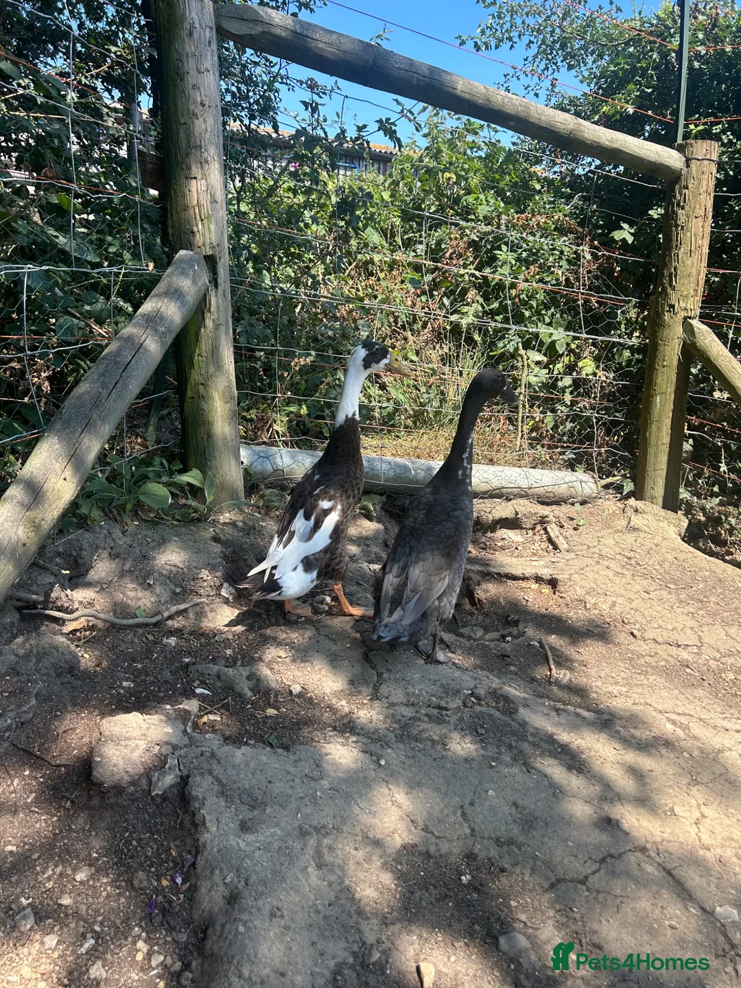 Ducks poultry for sale: Pair of Indian Runner ducks in Dorchester - Advert 2