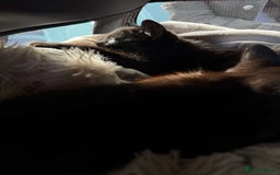 Mixed Breed cats for sale: Black kitten - Advert 10