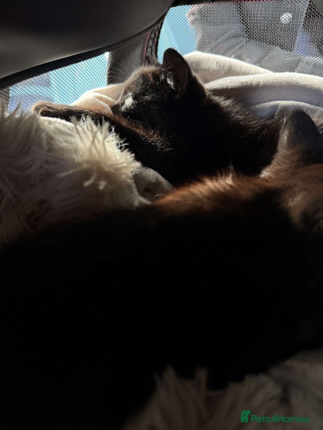 Mixed Breed cats for sale: Black kitten - Advert 10