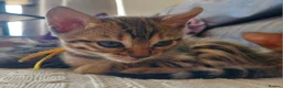 Bengal cats for sale: Pedigree Brown Rosetted Bengal Kittens - Advert 9