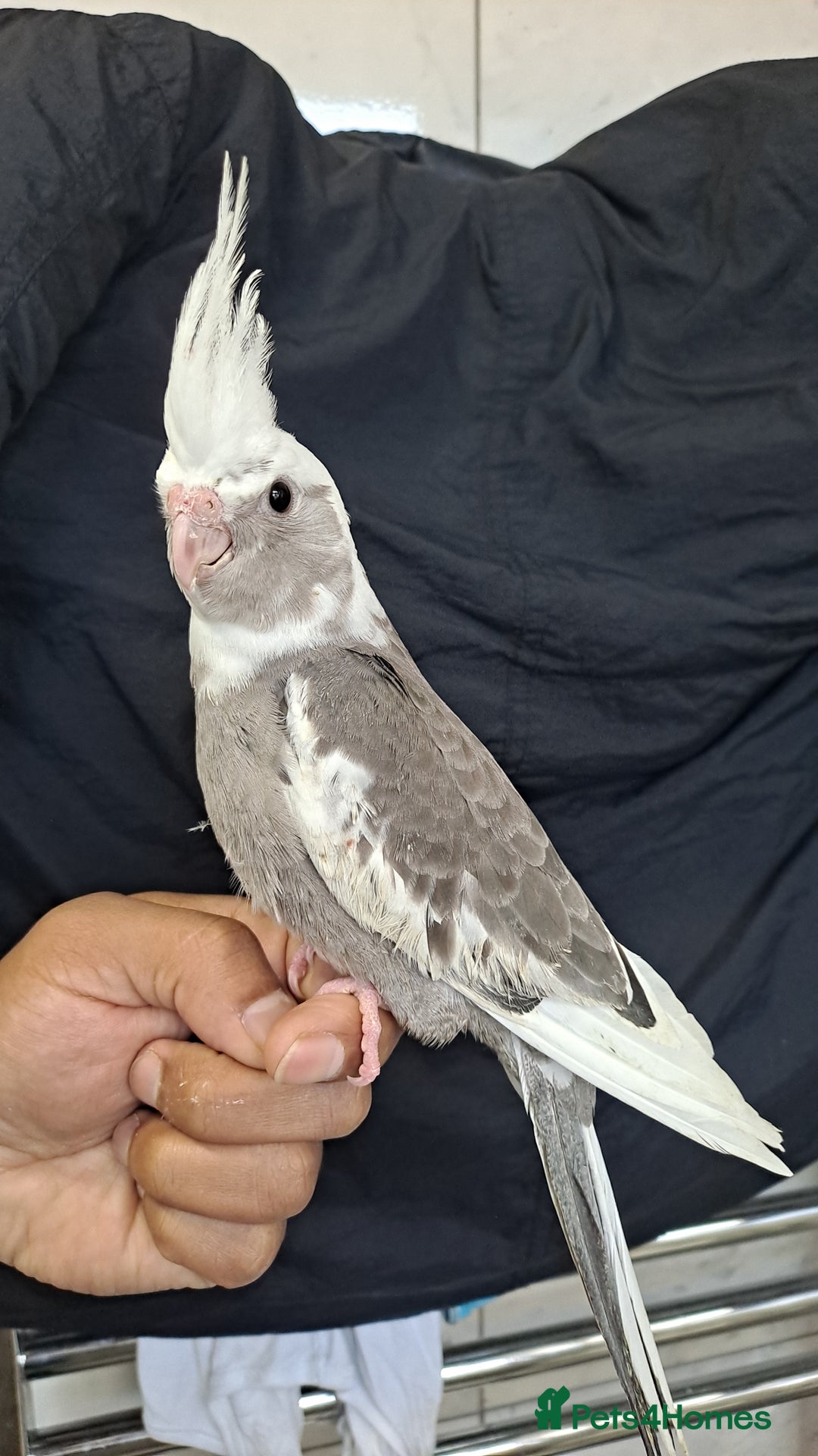 Cockatiels birds for sale: Hand tamed baby cockatiels for sale  - Advert 4