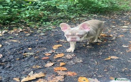 French Bulldog dogs for stud: Now FBCE GOLD! x OFFER- Fertility package inc in Matlock - Image 16