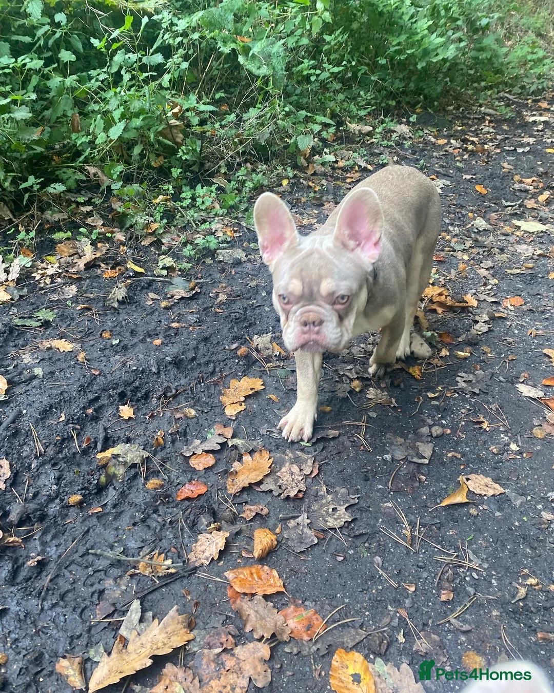 French Bulldog dogs for stud: Now FBCE GOLD! x OFFER- Fertility package inc - Advert 16