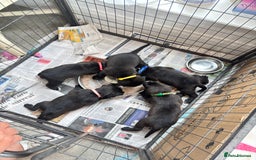Mixed Breed dogs for sale: Labrador cross pups for sale (staffadors) - Image 7