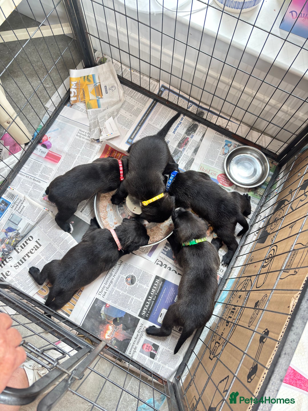 Mixed Breed dogs for sale: Labrador cross pups for sale (staffadors) - Image 7