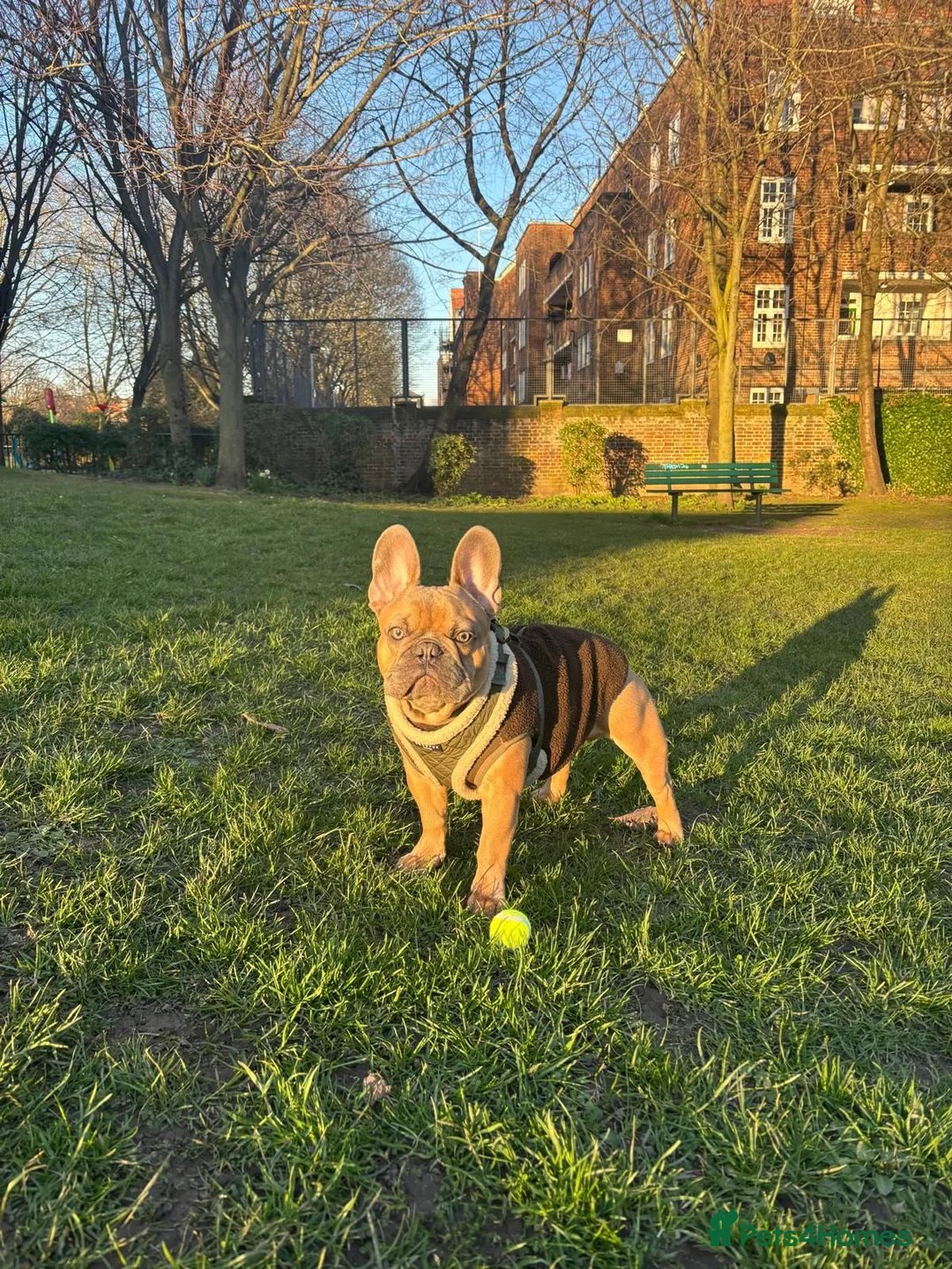 French Bulldog dogs for stud: KC Registered Blue Fawn French Bulldog Stud - Advert 15