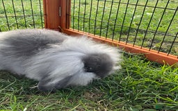 Mini Lop rabbits for sale: Male mini lop babies READY TO LEAVE  - Image 20