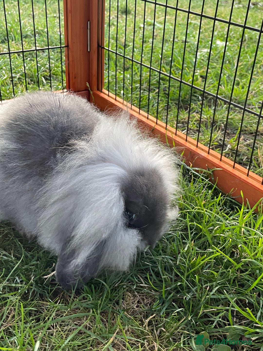 Mini Lop rabbits for sale: Male mini lop babies READY TO LEAVE  - Image 20