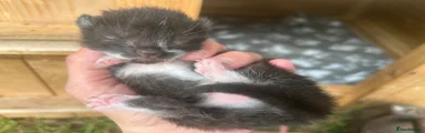 Mixed Breed 2
