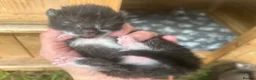 Mixed Breed cats for sale: 4 mixed kittens for sale in Edinburgh - Advert 4