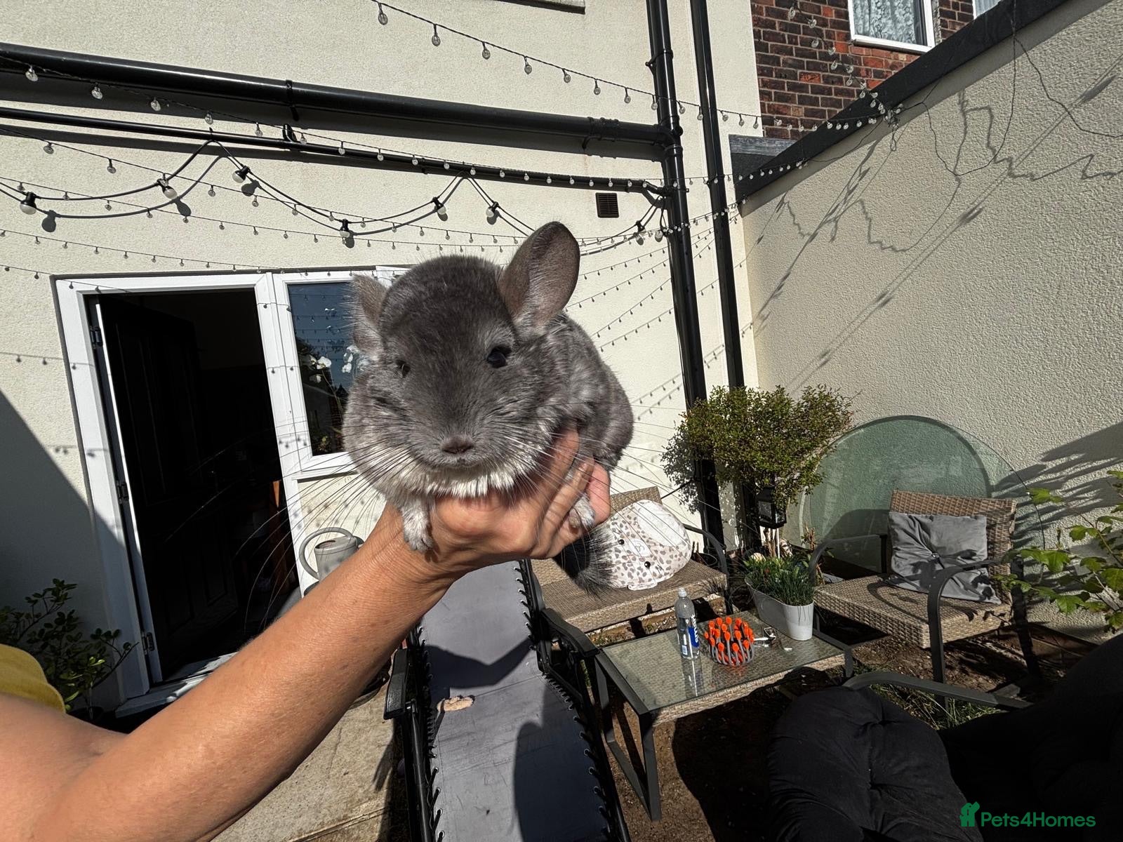 Chinchilla rodents Female chinchilla - Advert 1
