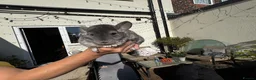 Chinchilla rodents for sale: Female chinchilla in Hull - Advert 1