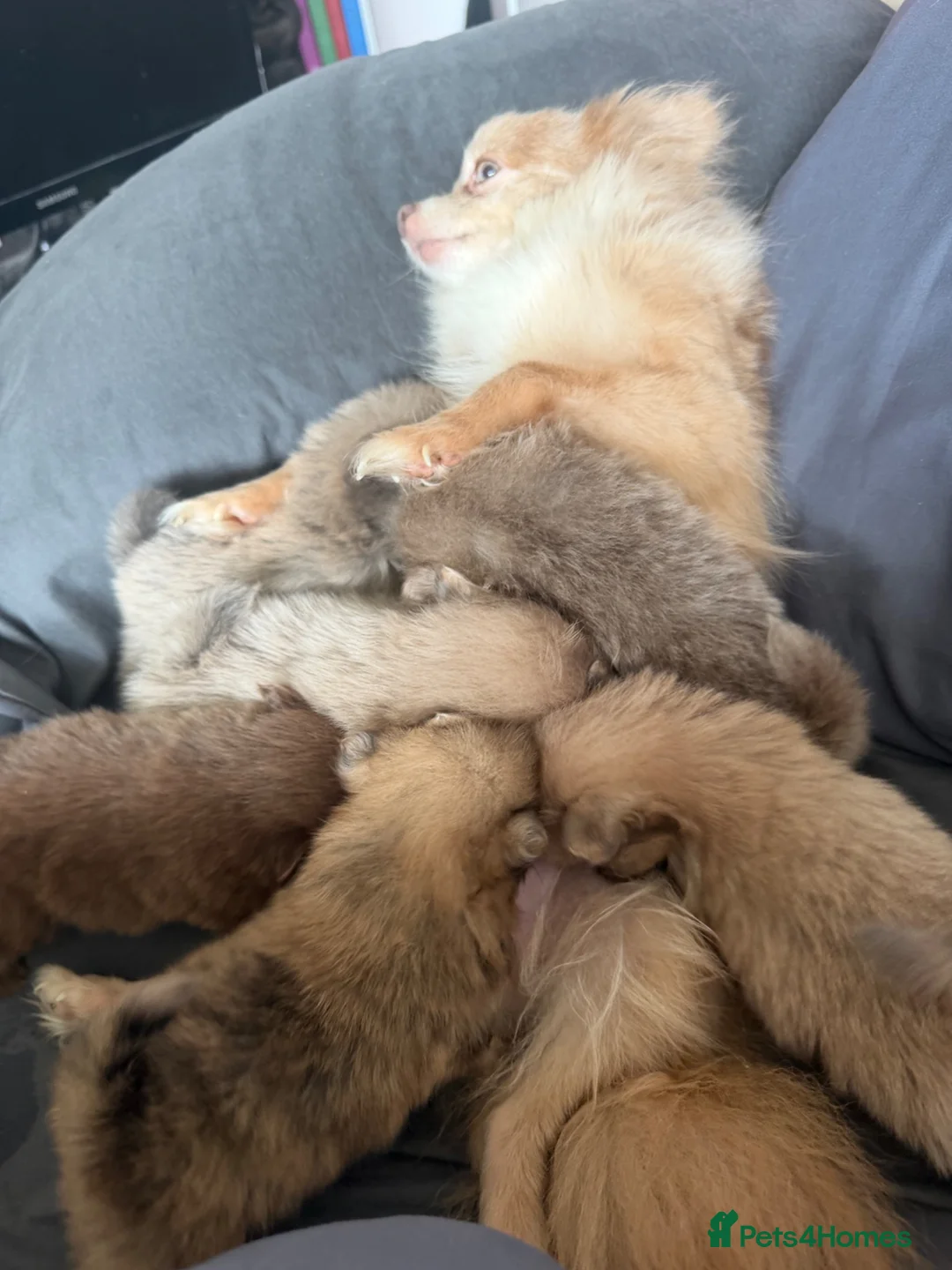 Pomchi dogs for sale: Tiny 3/4 Pomeranian 1/4 chi beautiful colour pups  - Advert 1