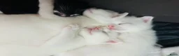 Turkish Van cats for sale: Beautiful Turkish van kittens for sale.  - Advert 33