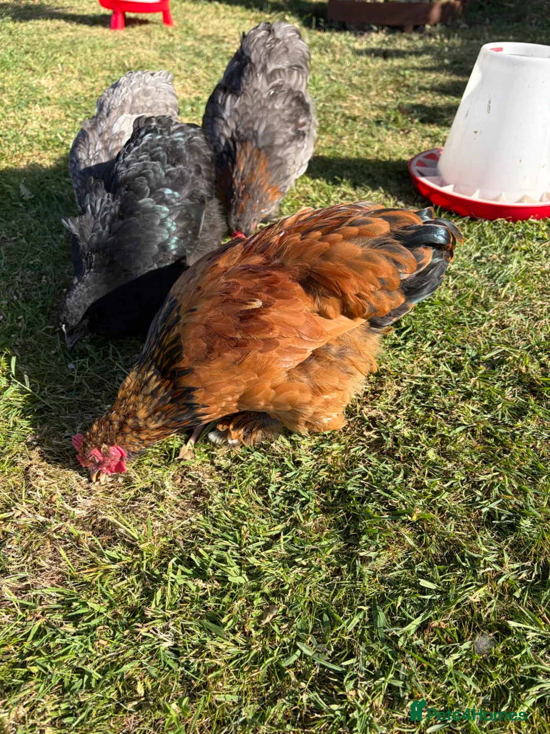 Chickens poultry for sale: 2x Bantam cockerels  in Holmfirth - Advert 2