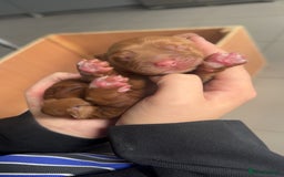 Cockapoo dogs for sale: F1b cockapoo puppies 3 boys 2 girls  - Image 3