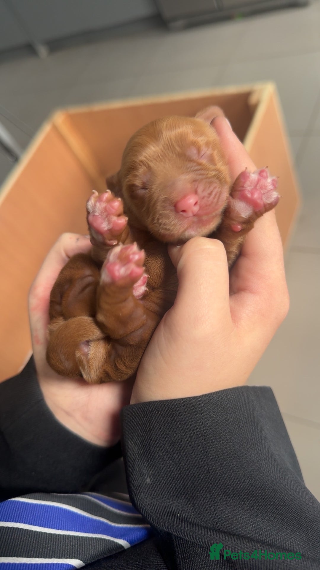 Cockapoo dogs for sale: F1b cockapoo puppies 3 boys 2 girls  - Image 3