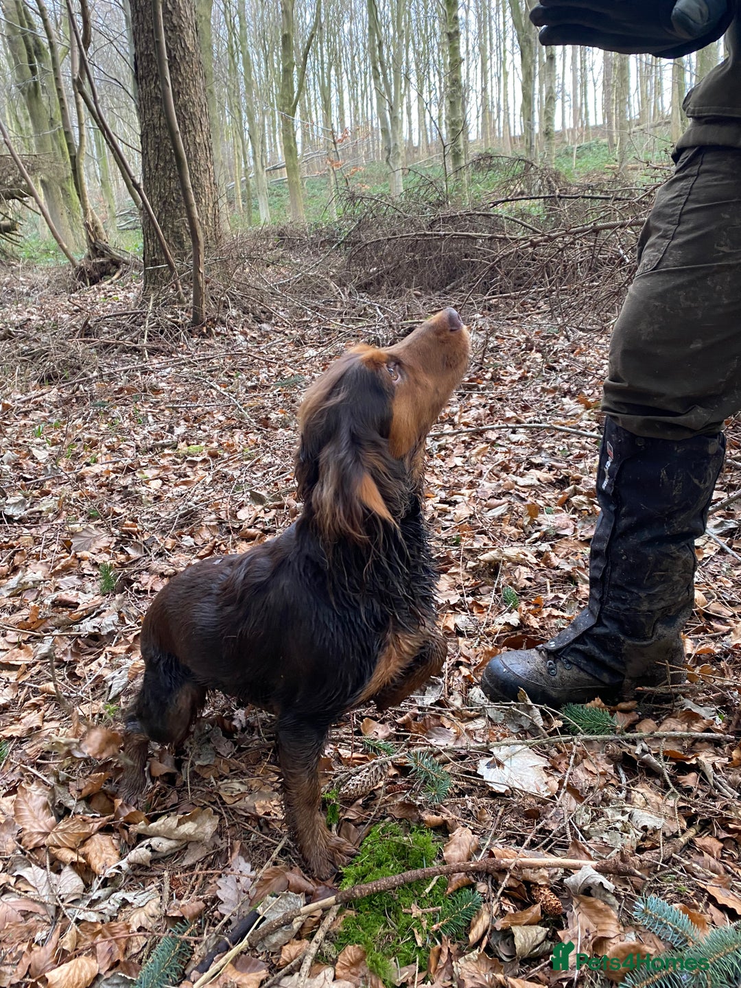 Cocker Spaniel dogs for sale: Tricolour choc and tan cocker spaniels  - Advert 7