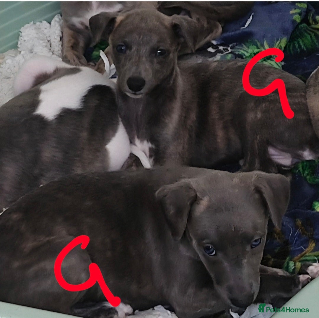 Whippet dogs for sale: Beautiful Pedigree Whippet Puppies. - Image 8