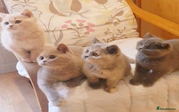 British Shorthair cats for sale: Beautiful British Shorthair Kittens  - Image 5