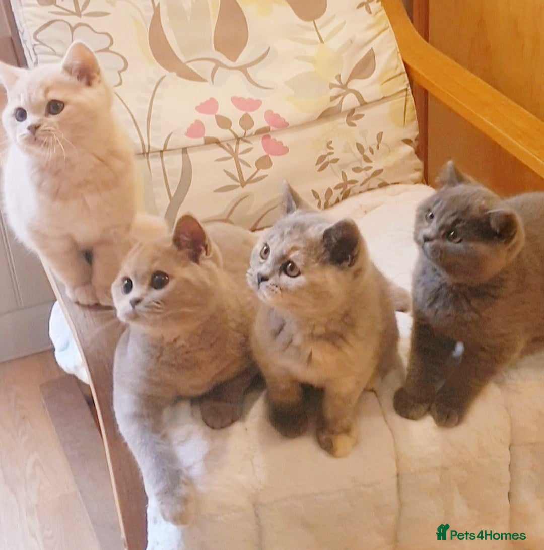 British Shorthair cats for sale: Beautiful British Shorthair Kittens  - Image 5