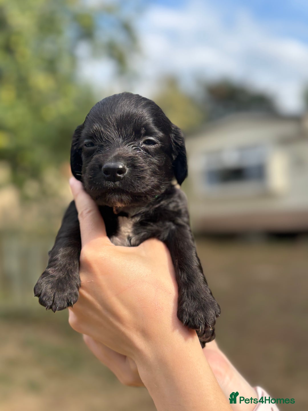 Sprocker dogs for sale: Sprocker Puppies - Image 13