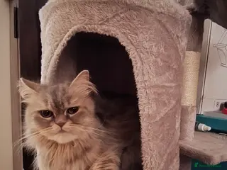 Persian cats Persian Mixed (F) & Kitten (F) in Oldham - Advert 1