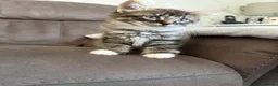 Mixed Breed cats for sale: 5 gorgeous kittens ready for new home - Advert 1