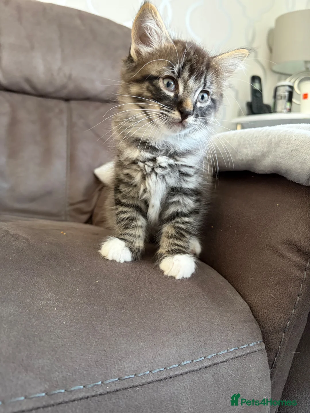 Mixed Breed cats for sale: 5 gorgeous kittens ready for new home - Advert 1