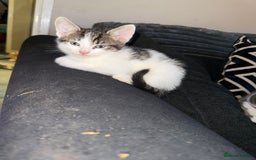 Norwegian Forest Cat cats for sale: Ready now  - Advert 6