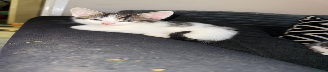 Norwegian Forest Cat Kitten 1