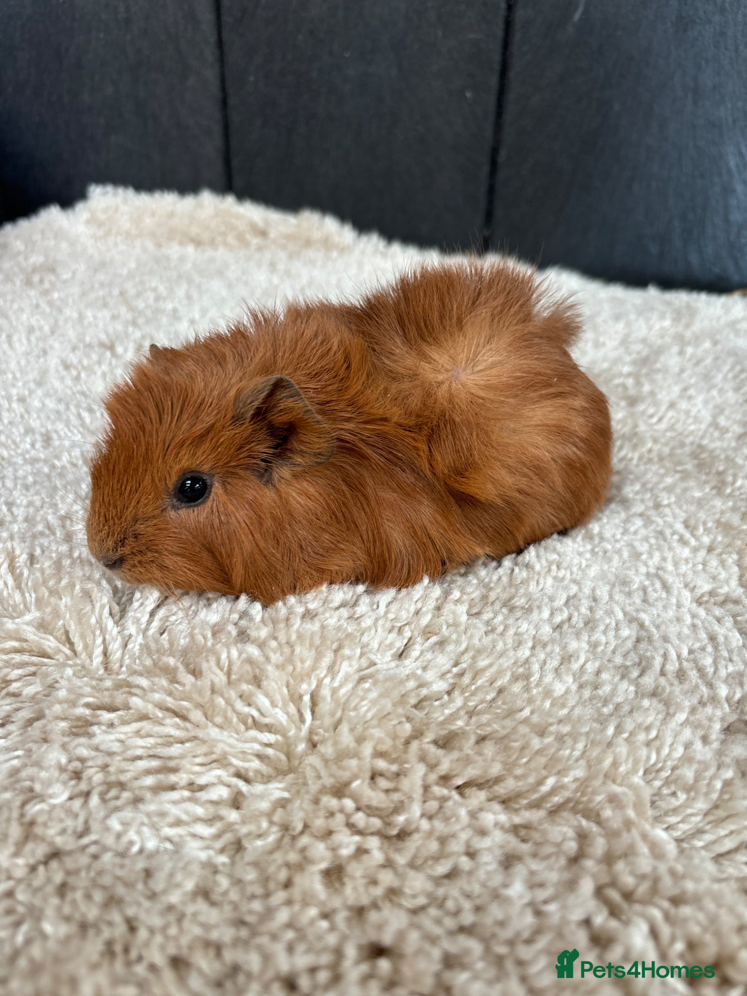 Guinea Pig rodents Stunning baby guinea pigs  - Advert 7
