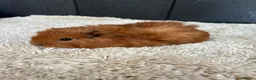 Guinea Pig rodents for sale: Stunning baby guinea pigs  - Advert 13