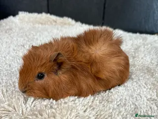 Guinea Pig rodents Stunning baby guinea pigs - Advert 7