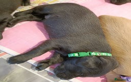 Labrador Retriever dogs for sale: Labrador Puppies  - Image 9