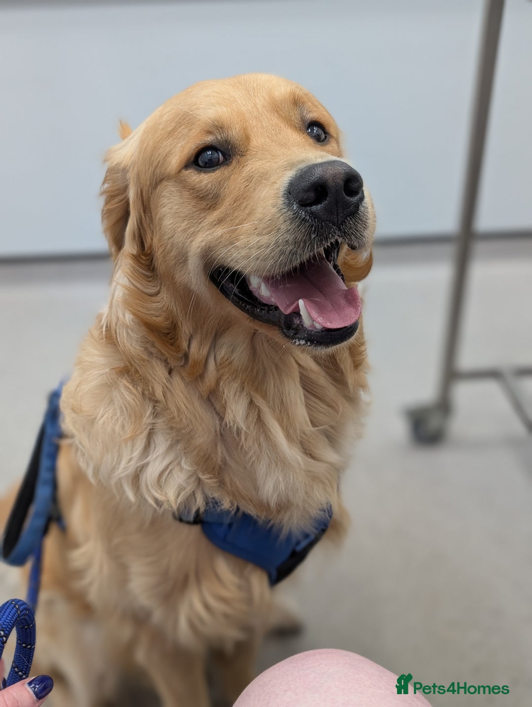 Golden Retriever dogs for stud: Fully Health Tested KC Golden Retriever For Stud in Saltcoats - Image 7
