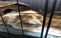 Guinea Pig rodents for sale: Geralt and Nugget  - Image 2