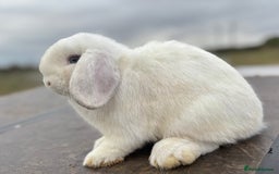 Mini Lop rabbits for sale: Gorgeous fully vaccinated mini lop buck  - Image 2