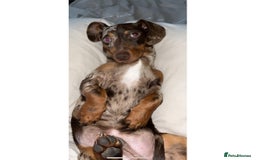 Miniature Dachshund dogs for stud: 💥FIRST TIME DAPPLE STUD💥 - Image 10
